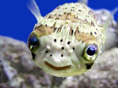 Baby blowfish